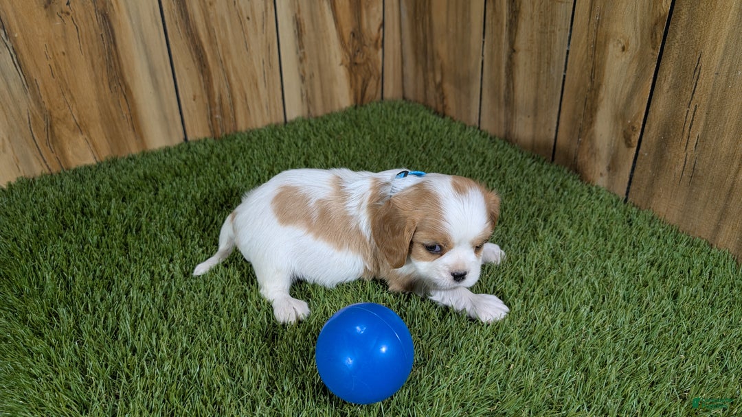 Cavalier King Charles Spaniel dogs for sale: Sally Boy 1 - Ad 5