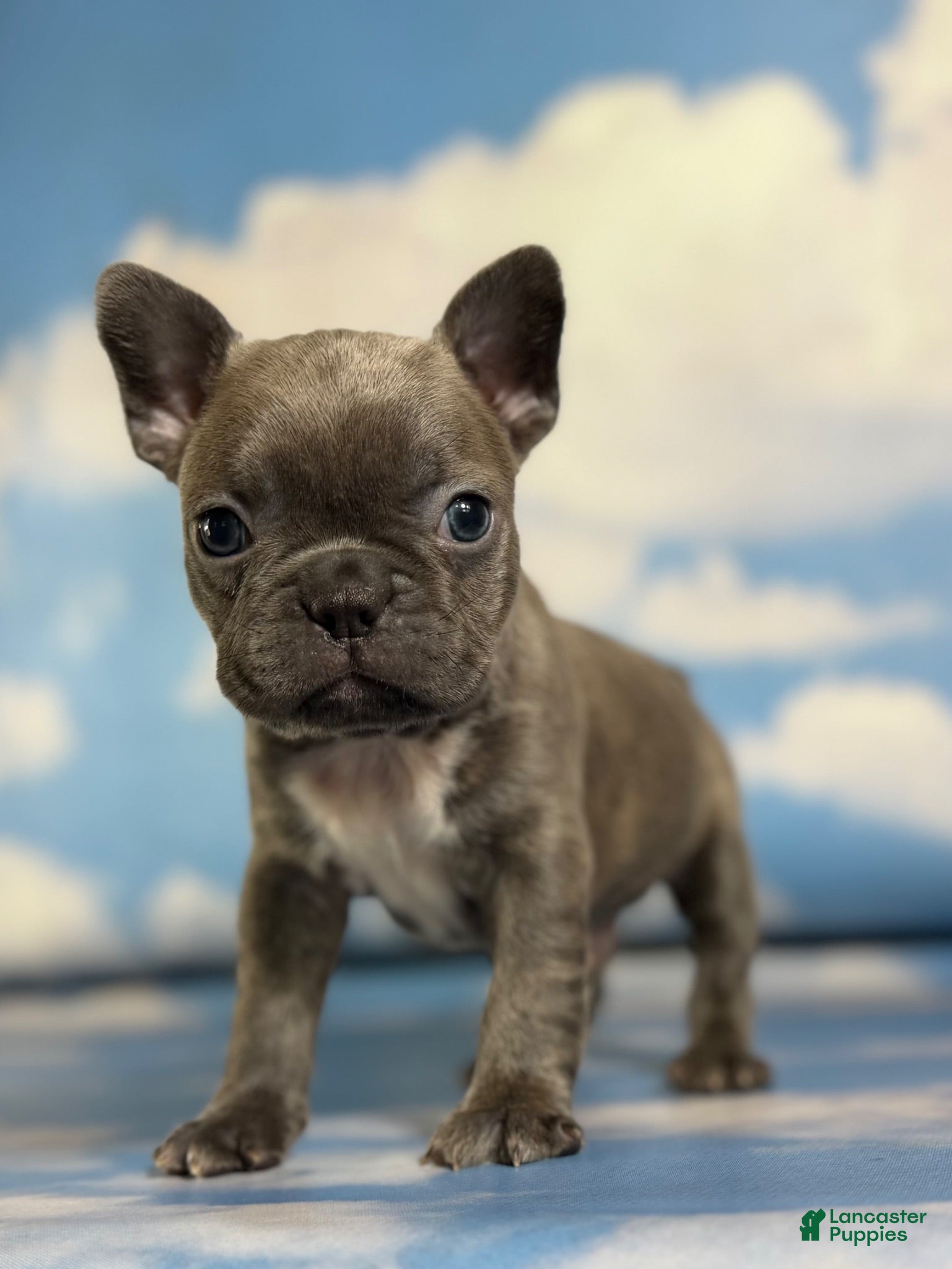 Frenchton dogs Lorenzo - Ad 1