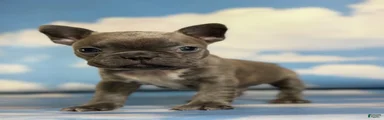 Lorenzo