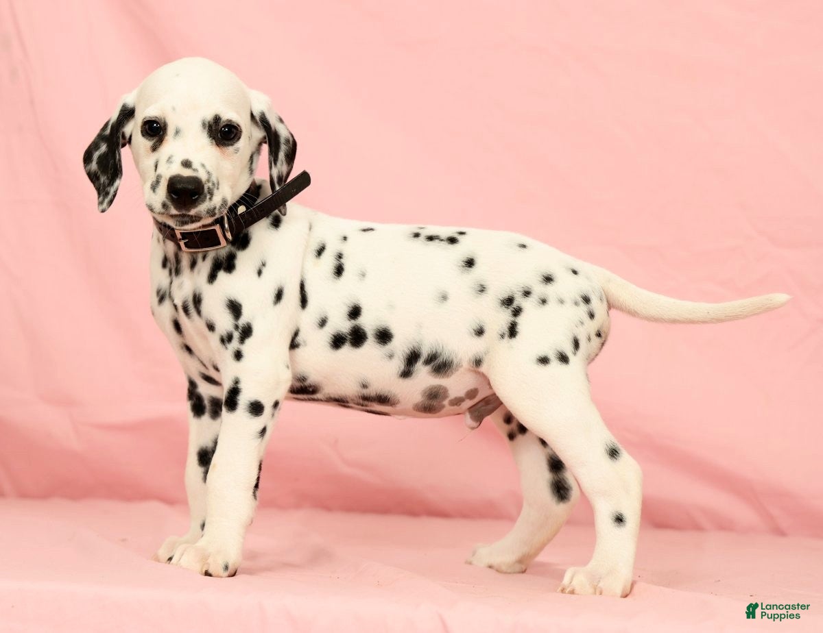 Dalmatian dogs Gunner - Ad 1