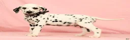 Dalmatian dogs for sale: Gunner - Ad 1