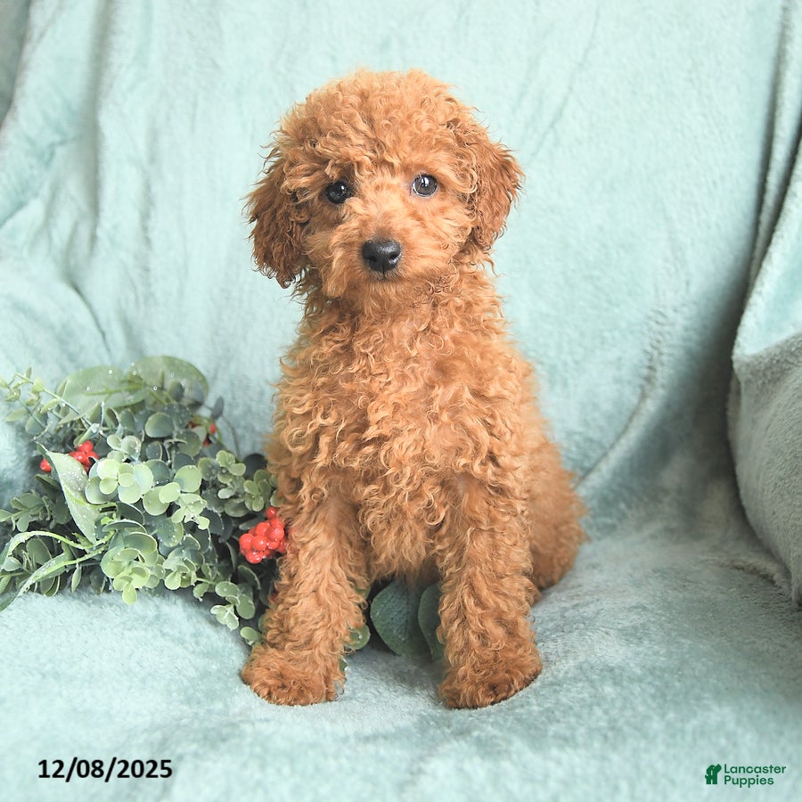 Toy Poodle dogs Carter - Ad 34