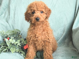Toy Poodle dogs Carter - Ad 28