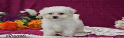 Maltipoo dogs for sale: Amber - Ad 3