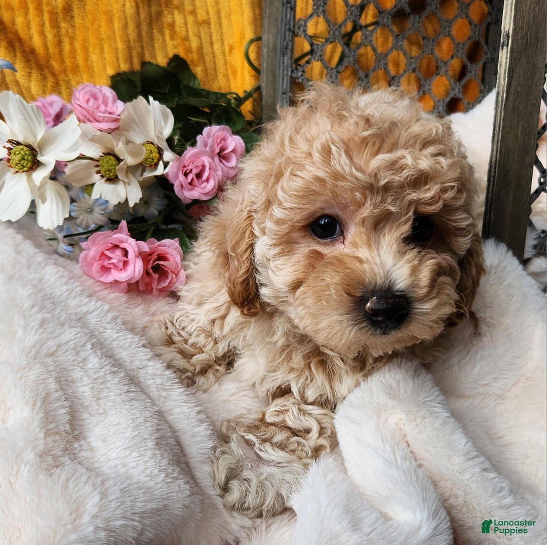 Toy Poodle dogs for sale: Muffin - Ad 10