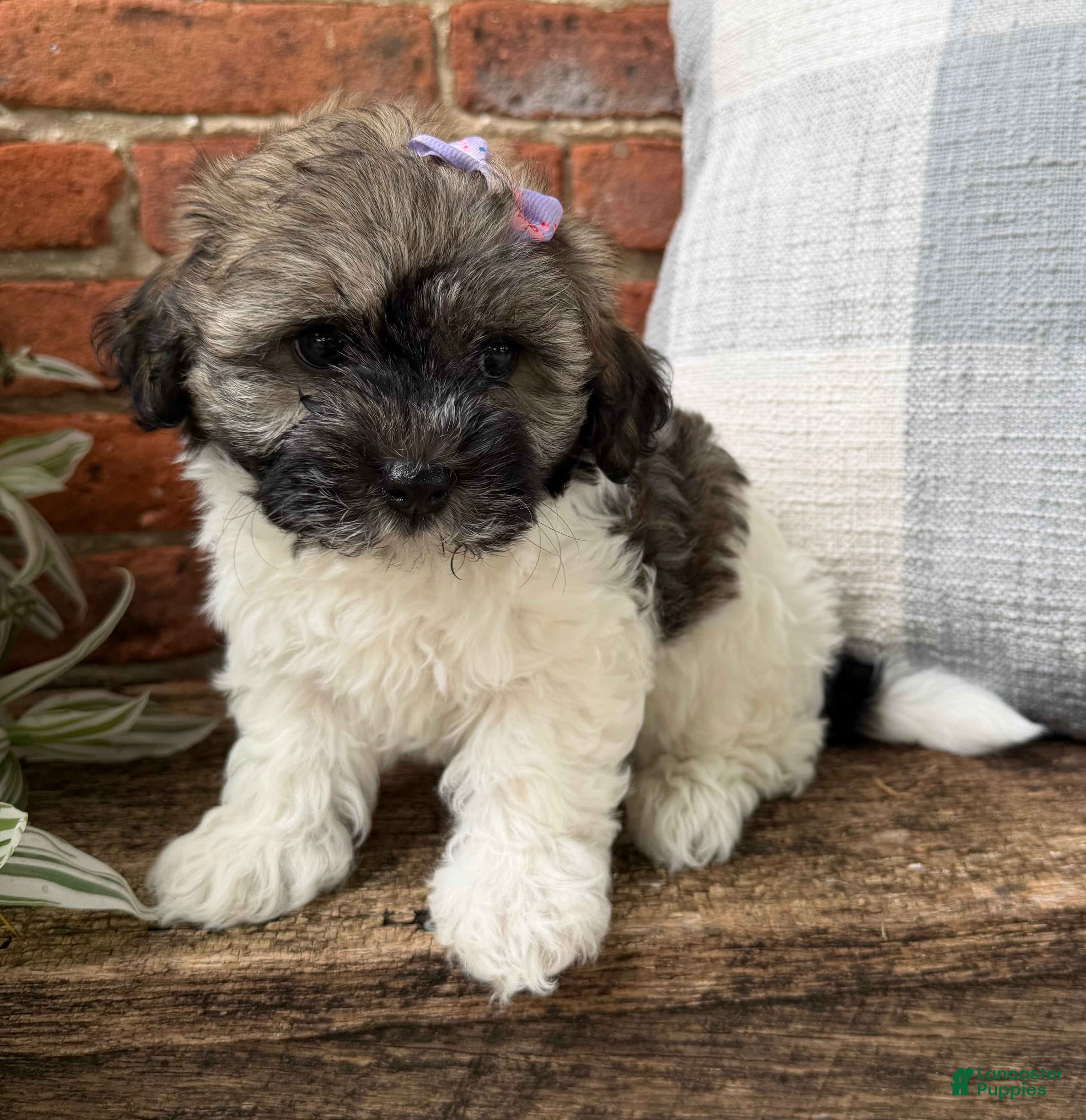 Havapoo dogs Mocha - Ad 1