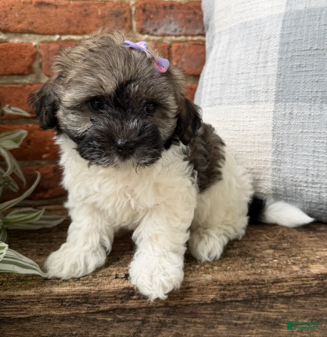 Havapoo dogs for sale: Mocha - Ad 1
