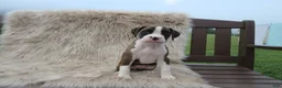 Boxer dogs for sale: Remi - Ad 7