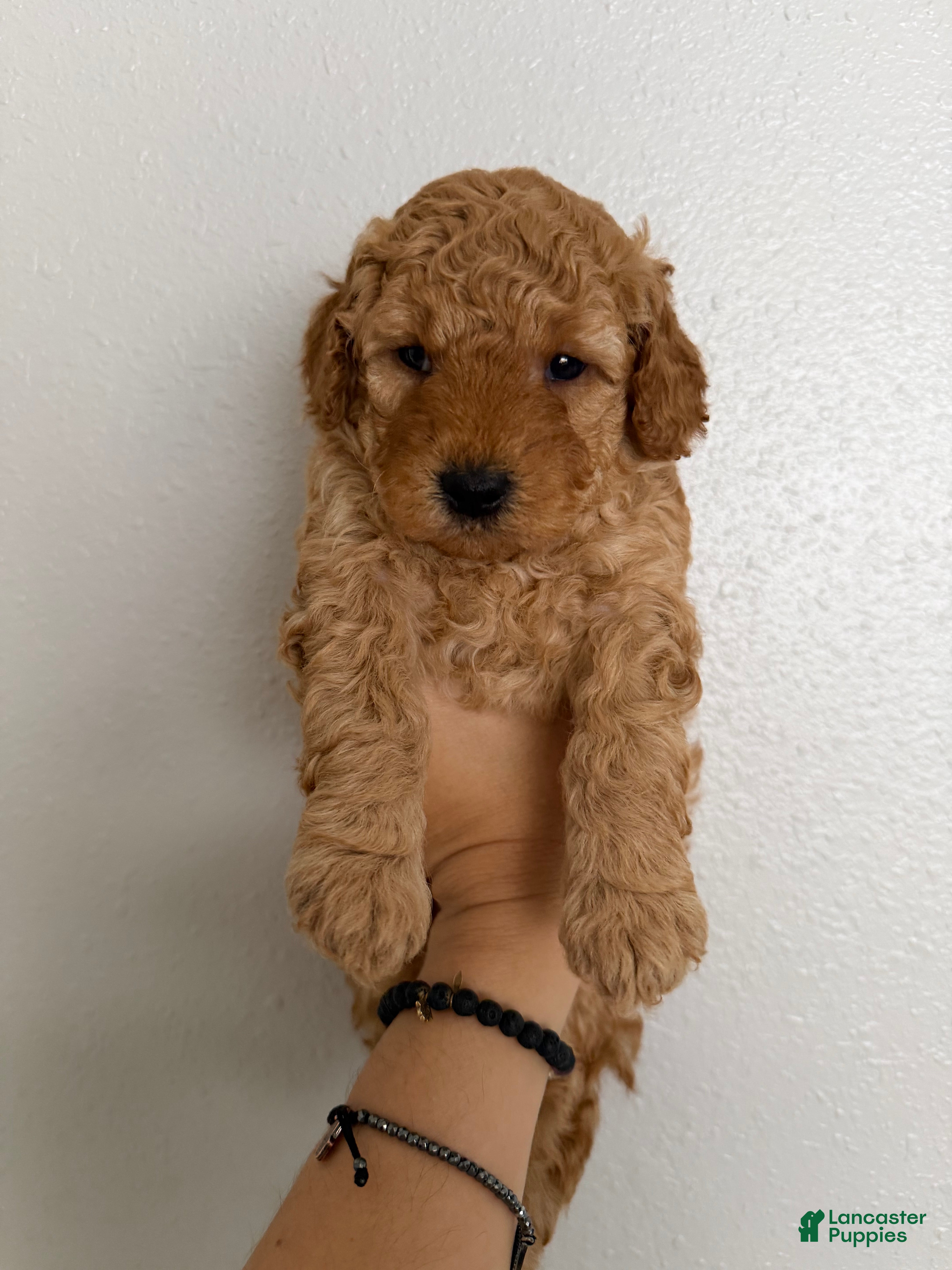 Mini Goldendoodle dogs Mini Goldendoodle Puppy 3 - Ad 7