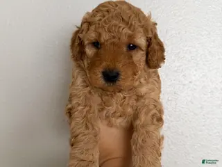 Mini Goldendoodle dogs Mini Goldendoodle Puppy 3 - Ad 7