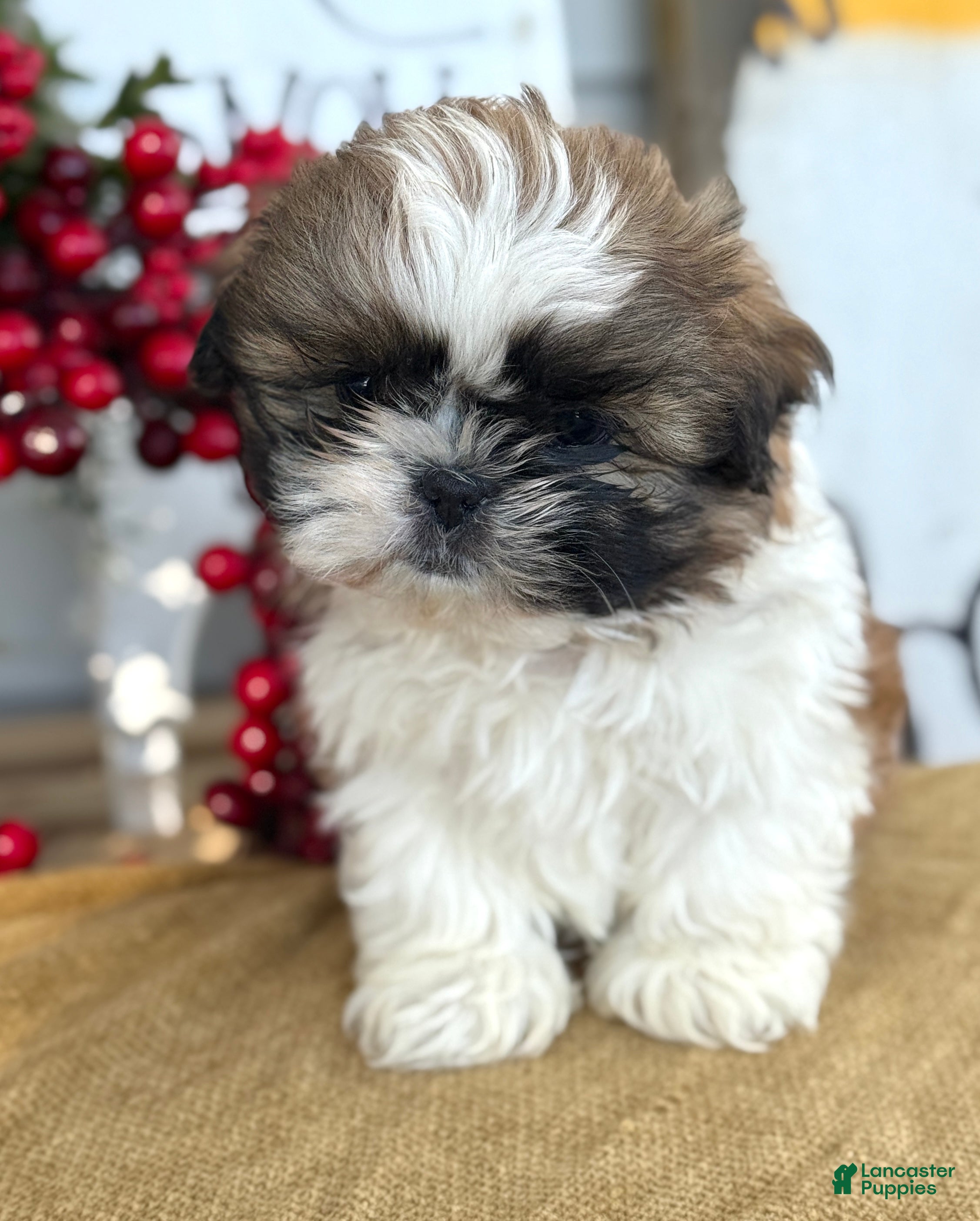 Shih Tzu dogs Patch - Ad 8