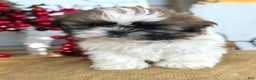 Shih Tzu dogs for sale: Patch - Ad 1