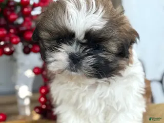 Shih Tzu dogs Patch - Ad 12