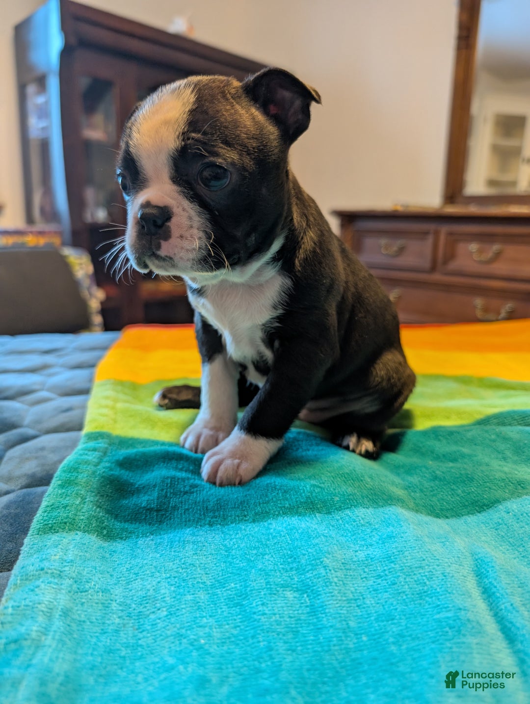 Frenchton dogs for sale: Patty - Ad 1