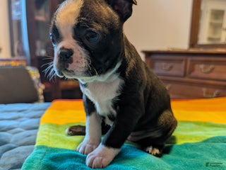 Frenchton dogs Patty - Ad 38