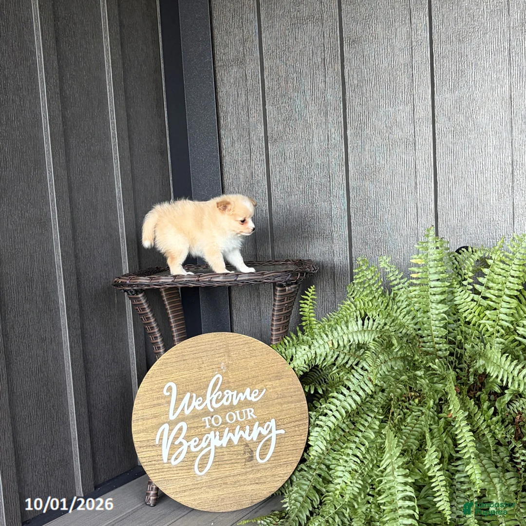 Pomeranian dogs for sale: Sari - Ad 2