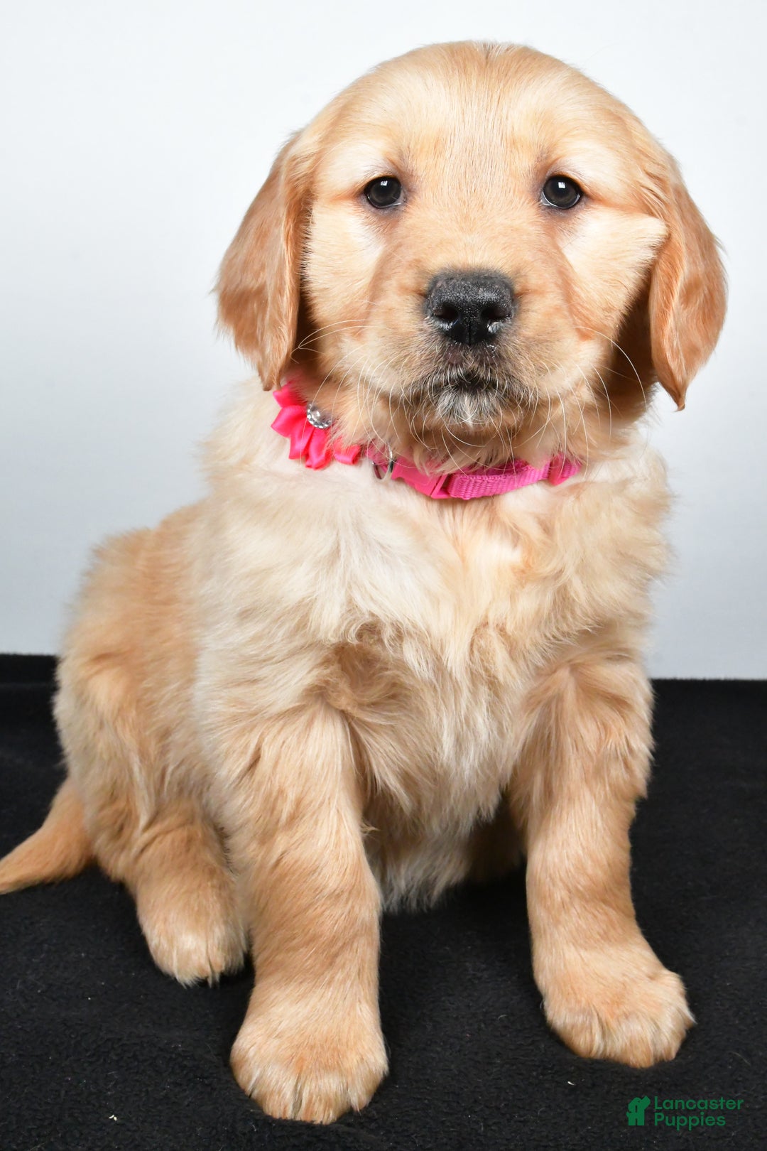 Golden Retriever dogs for sale: Jenny - Ad 3