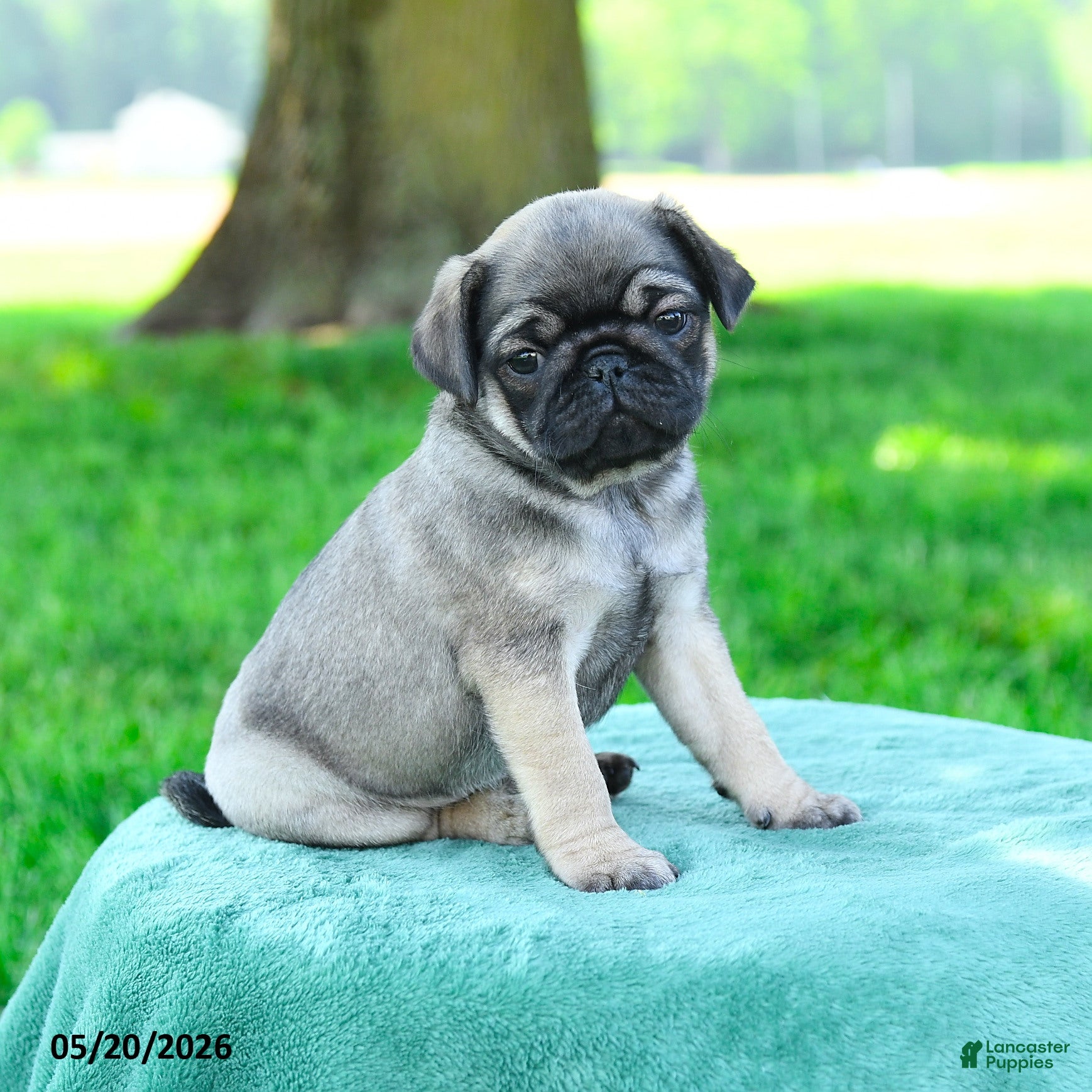 Pug dogs for sale: Adam - Ad 3