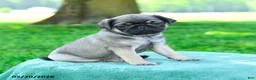 Pug dogs for sale: Adam - Ad 1