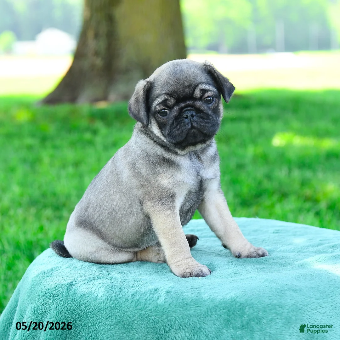 Pug dogs for sale: Adam - Ad 1