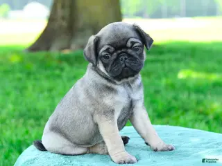 Pug dogs for sale: Adam - Ad 3