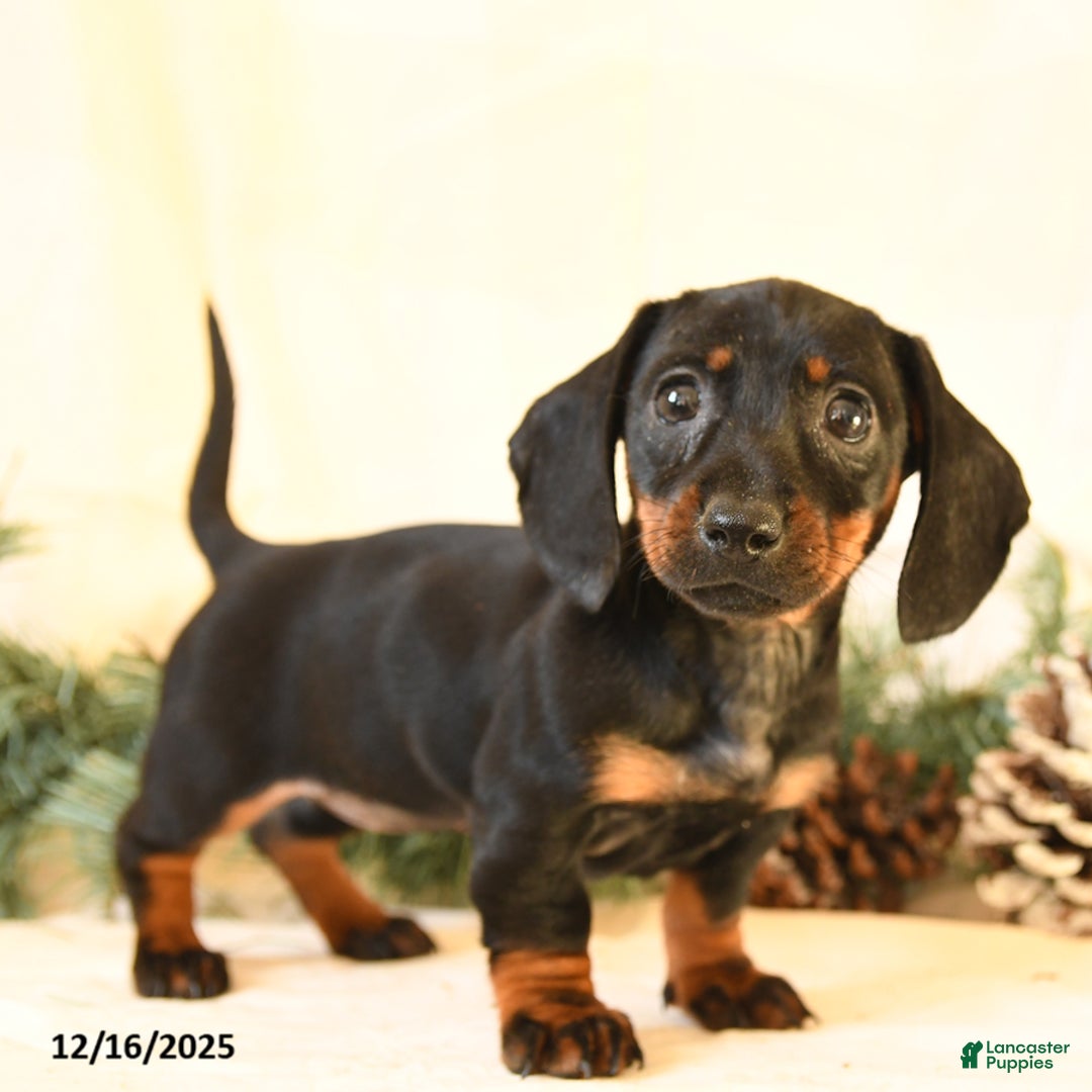 Miniature Dachshund dogs for sale: Casey - Ad 3