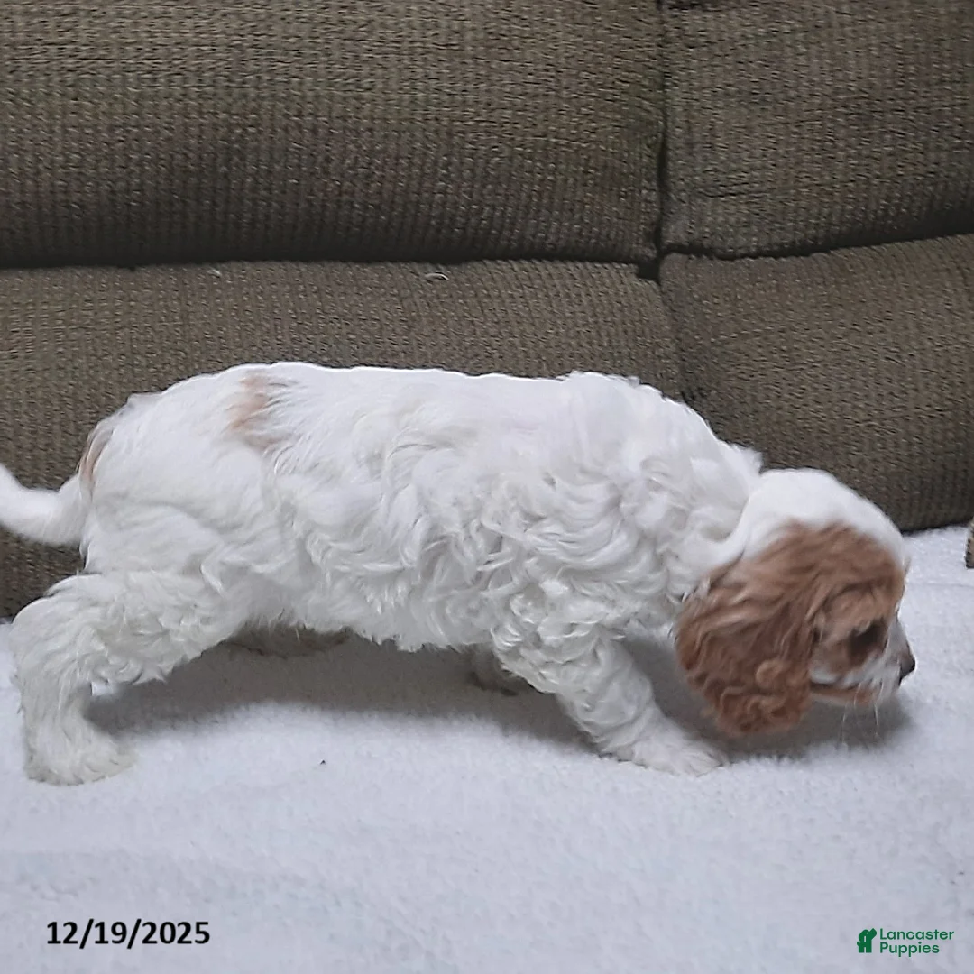 Cavapoo dogs for sale: Charlie - Ad 4