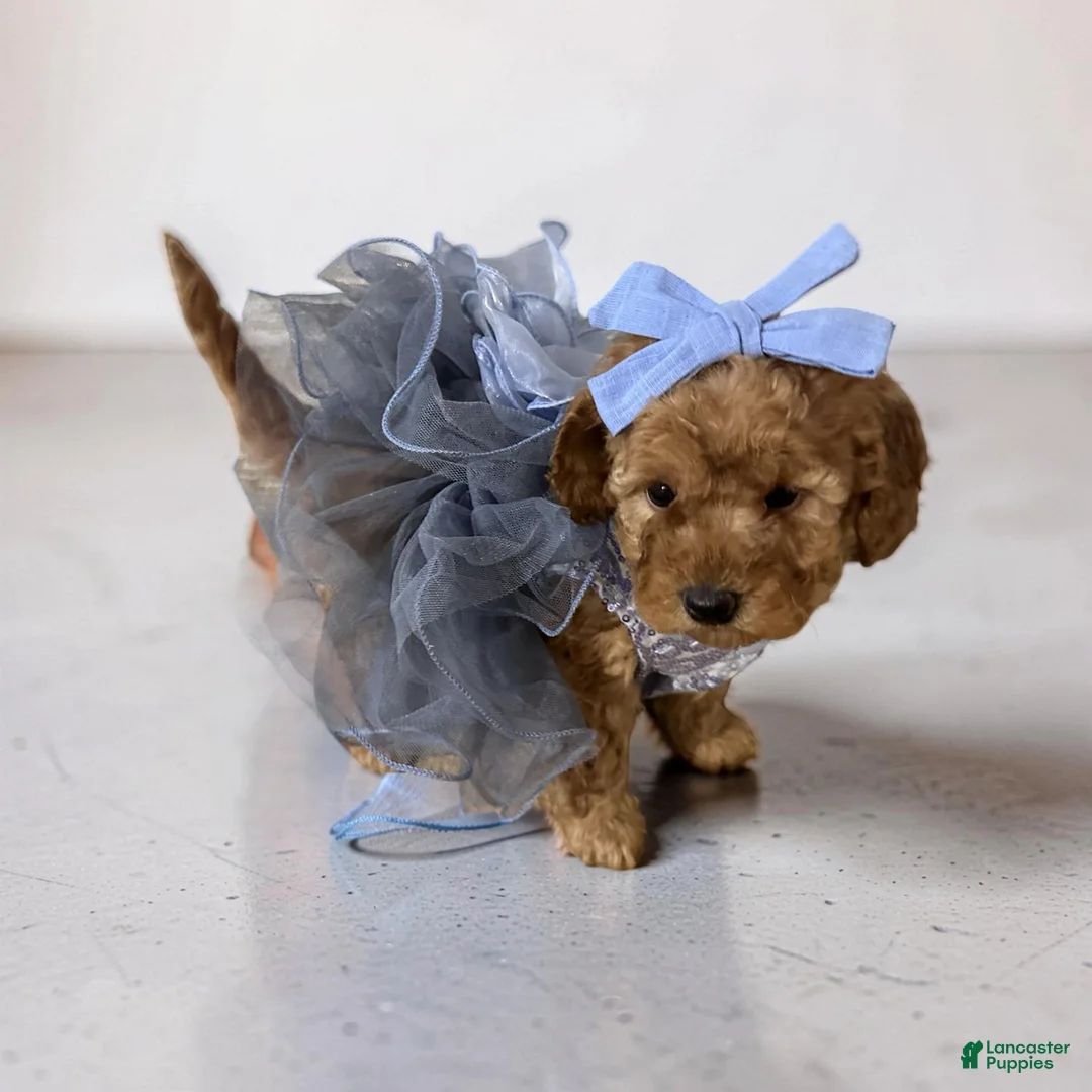 Miniature Poodle dogs for sale: ZARA -AKC Genetically Tested Parents  - Ad 2