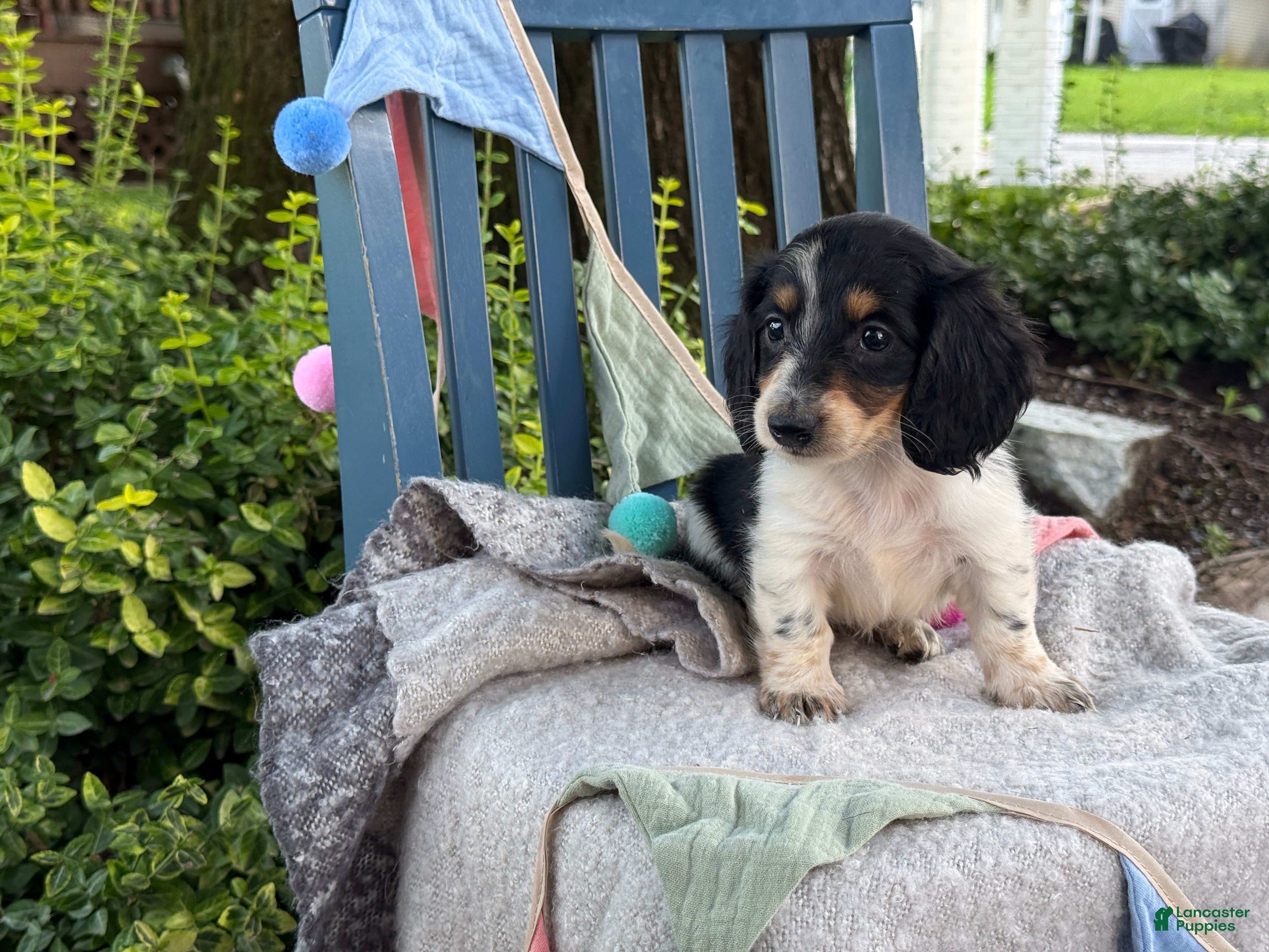 Miniature Dachshund dogs Tango - Ad 2