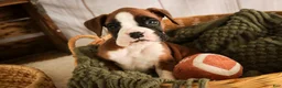 Boxer dogs for sale: Macchiato - Ad 7