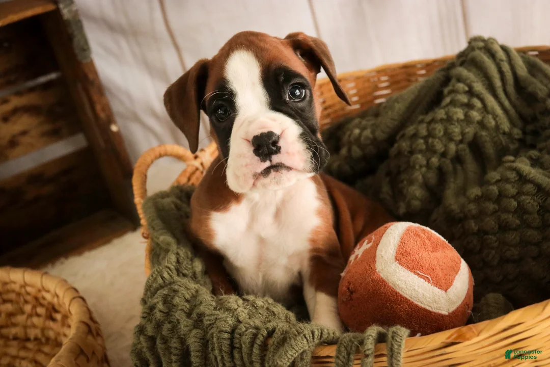 Boxer dogs for sale: Macchiato - Ad 7