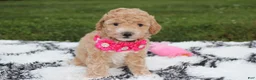 Bichpoo dogs for sale: Kallista  - Ad 11