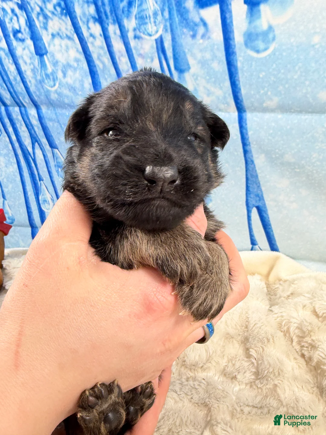 German Shepherd dogs for sale: Lh Champion bred import male - Ad 5