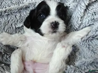 Mixed Breed dogs Chungus - Ad 33