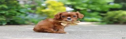 Cavalier King Charles Spaniel dogs for sale: George - Ad 5