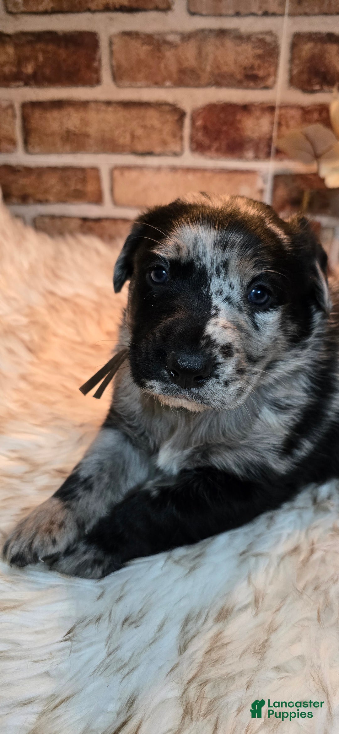 Mixed Breed dogs for sale: Willow - Ad 10