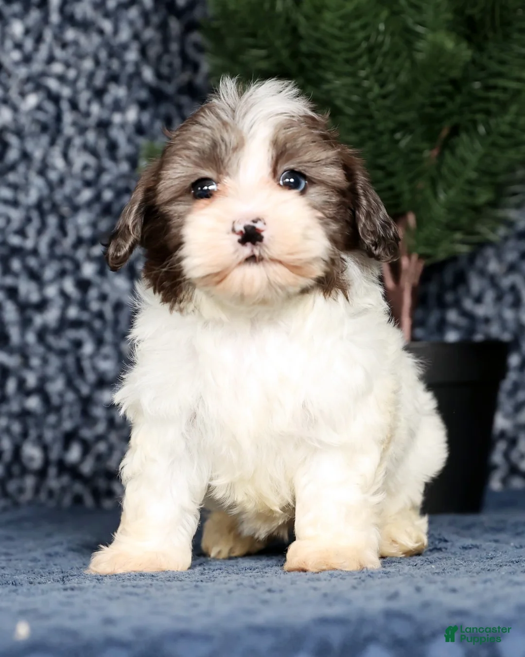 Havapoo dogs for sale: Lainey - Ad 3