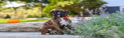 Boxer dogs for sale: Theo - Ad 8