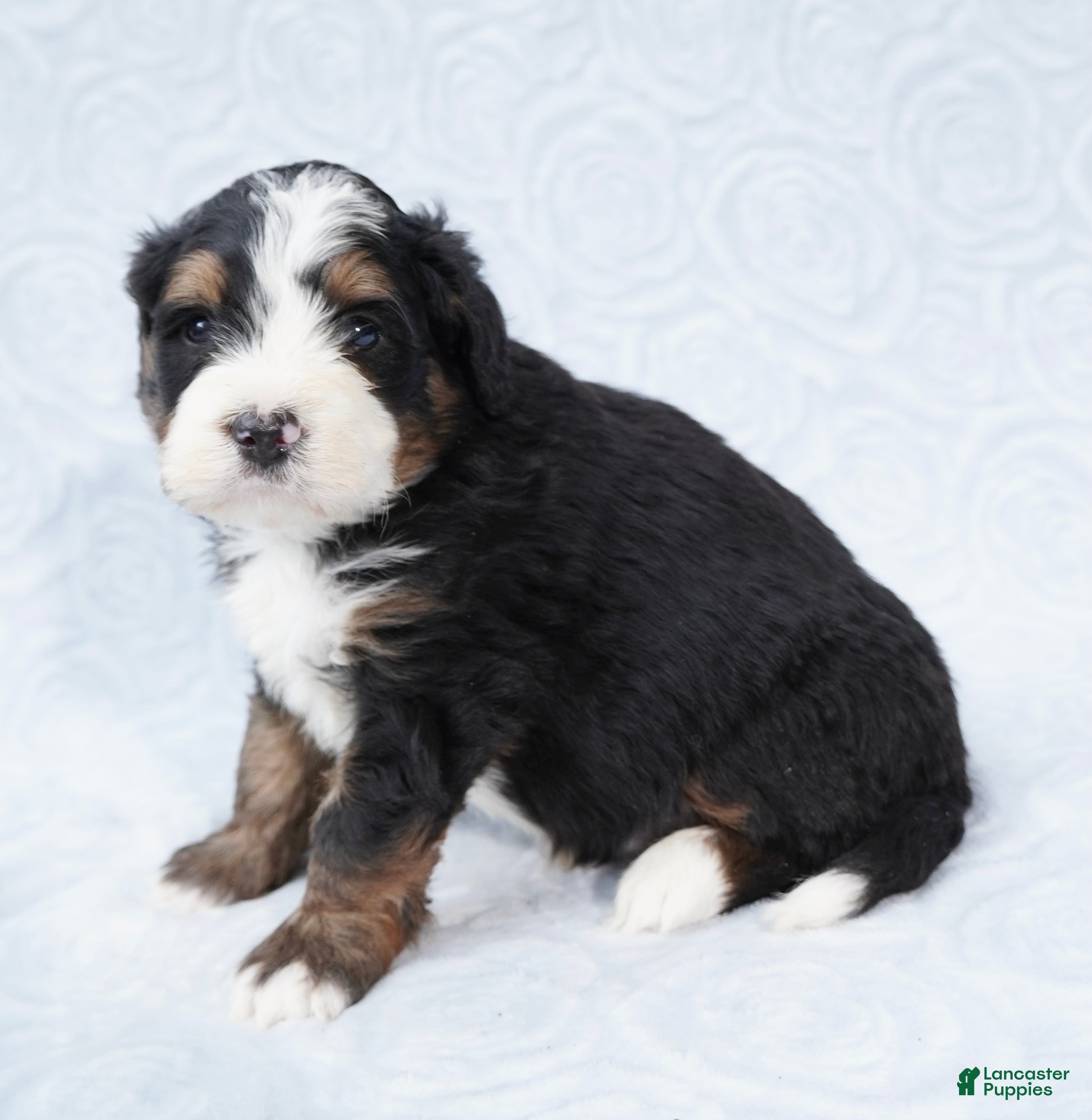 Mini Bernedoodle dogs Winston - Ad 42