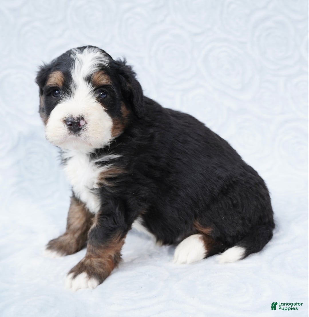 Mini Bernedoodle dogs for sale: Winston - Ad 1