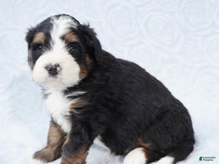 Mini Bernedoodle dogs Winston - Ad 42