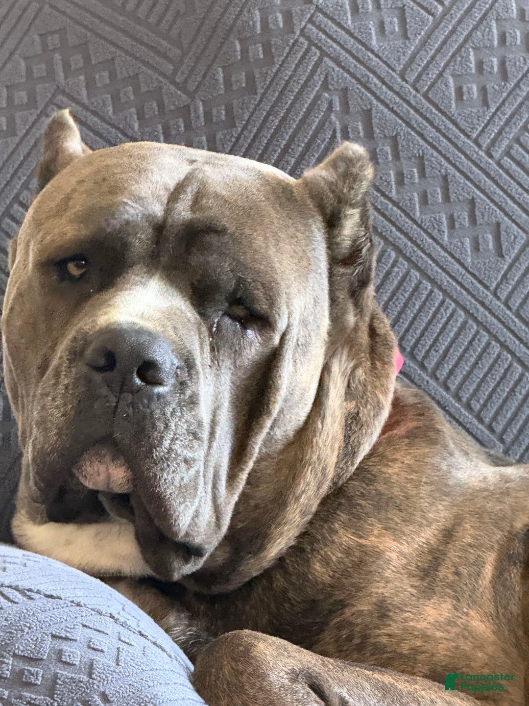 Gallery Image {{count}}