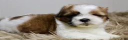 Shih Tzu dogs for sale: Cupcake - Ad 7
