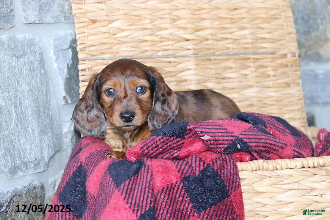 Miniature Dachshund dogs for sale: Candy Cane - Ad 1