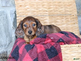 Miniature Dachshund dogs Candy Cane - Ad 6