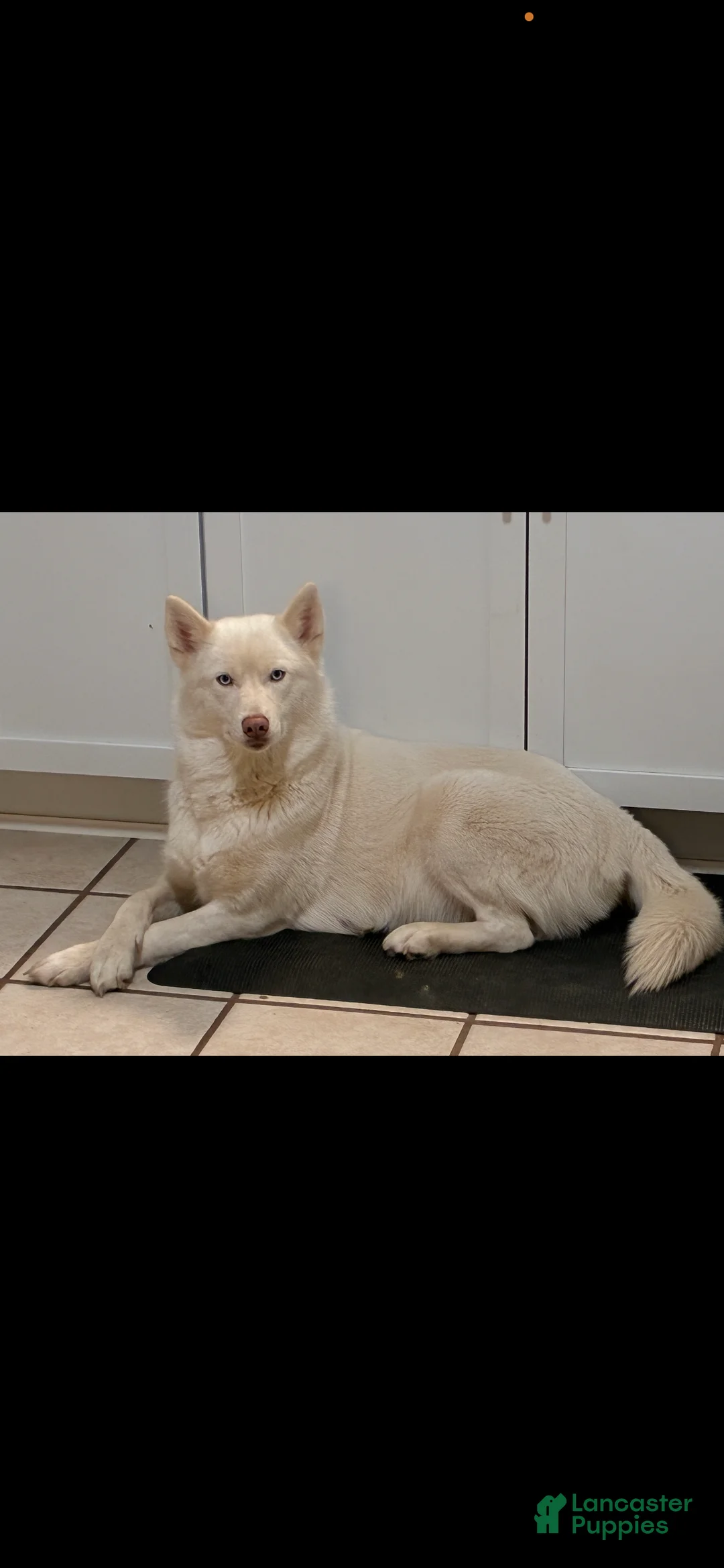 Mixed Breed dogs for sale: Mixed Breed Puppy 1 - Ad 10