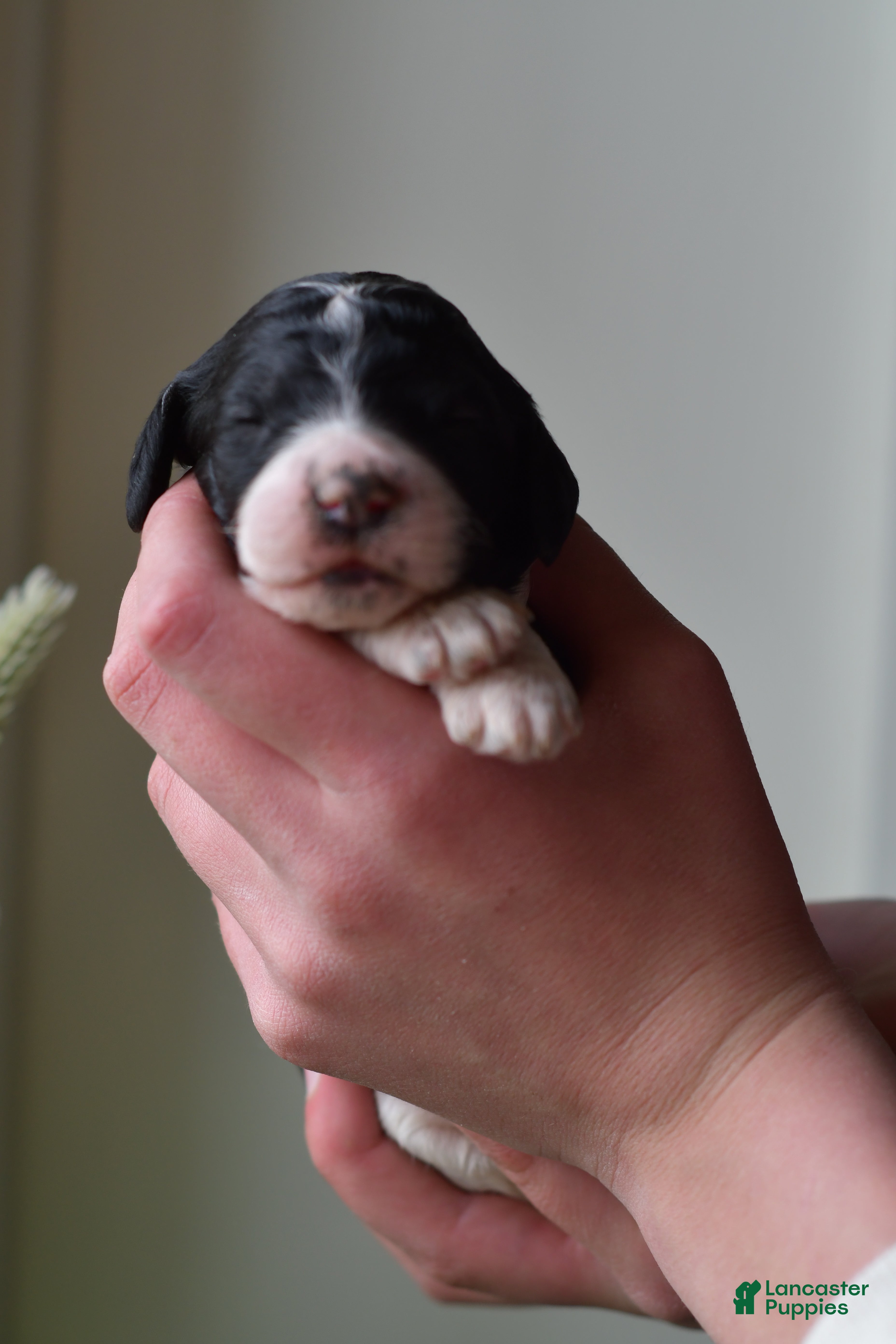 Standard Poodle dogs Standard Poodle Puppy 7 - Ad 2