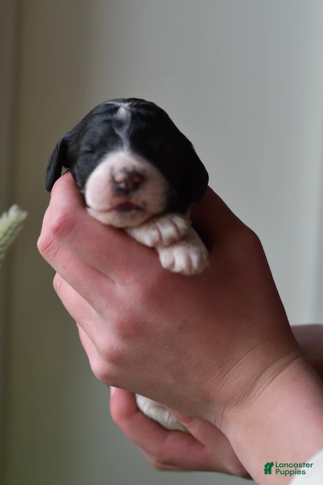 Standard Poodle dogs for sale: Standard Poodle Puppy 7 - Ad 2