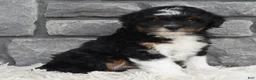 Mini Aussiedoodle dogs for sale: Cash  - Ad 5