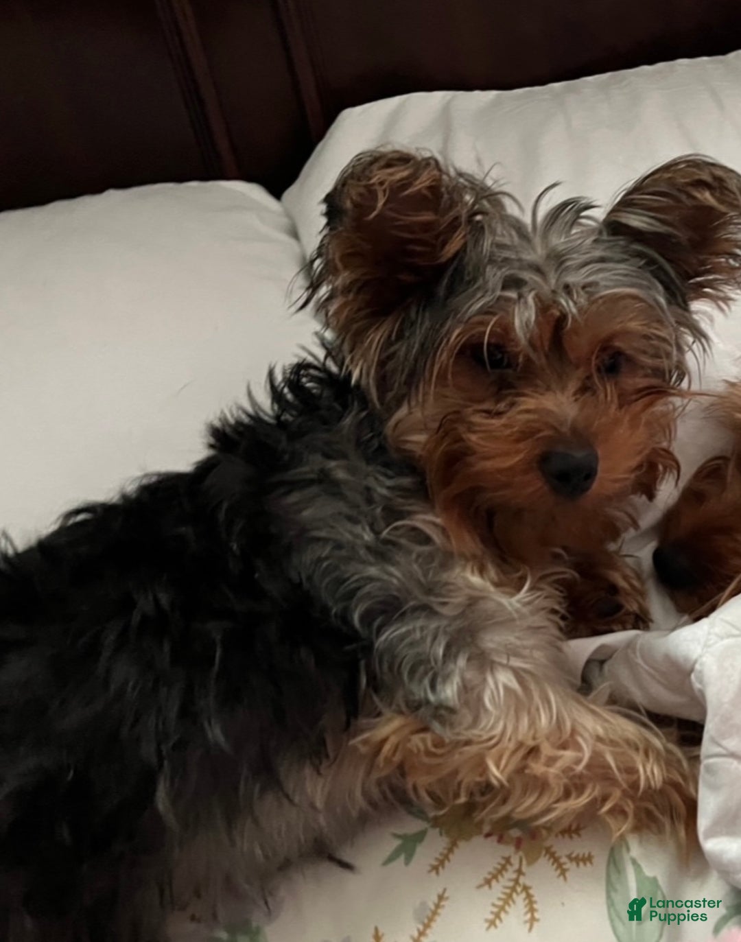 Yorkshire Terrier dogs for sale: Yorkshire Terrier Puppy 1 - Ad 3